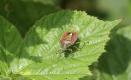 Shieldbugs: Sloe Bug (Dolycoris baccarum)